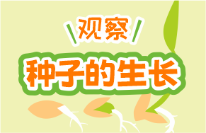 米老头带你了解麦苗的成长